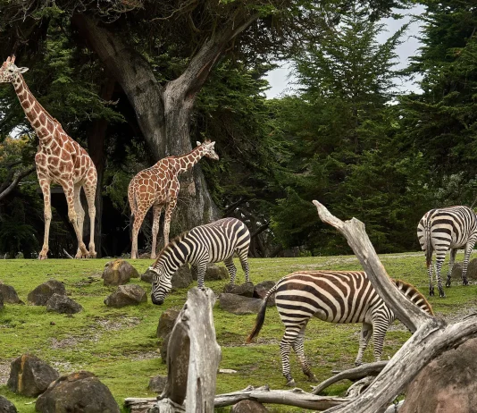 15 grădini zoologice din România de vizitat cu copiii