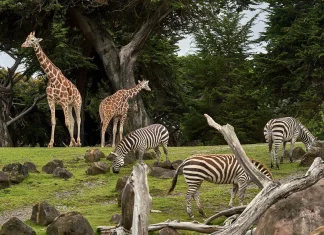 15 grădini zoologice din România de vizitat cu copiii