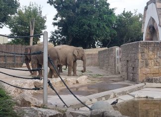 Top 15 locuri de vizitat în Budapesta împreună cu copiii