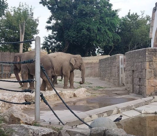 Top 15 locuri de vizitat în Budapesta împreună cu copiii