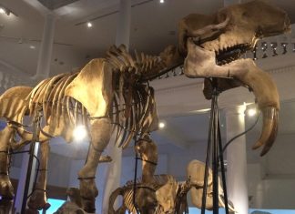 20 de muzee din București pe care copiii le vor adora